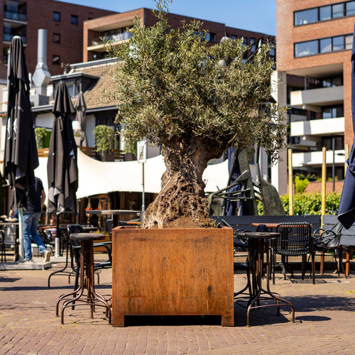 Carrez - Corten - 2000.00 x 500.00 x 600.00